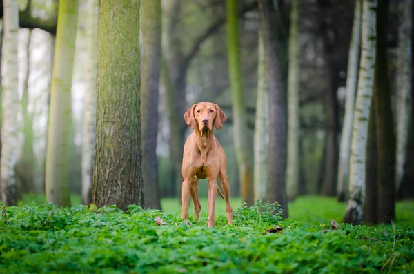 Porträt des ungarischen Hundes im Frühling — Stockfoto