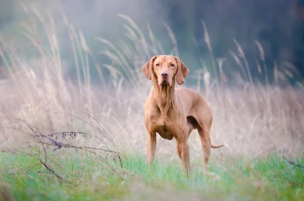 Портрет Угорська hound dog у весняний час — стокове фото