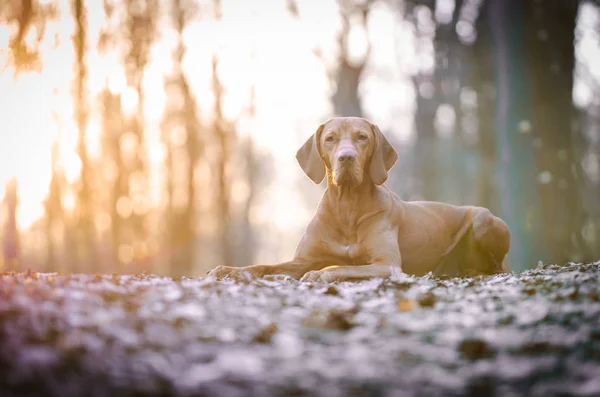 Porträt des ungarischen Vizsla-Jagdhundes im Frühling — Stockfoto