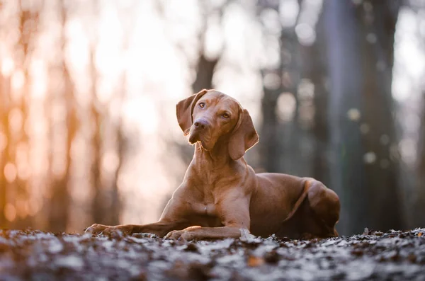 Retrato de perro cazador vizsla húngaro en primavera —  Fotos de Stock