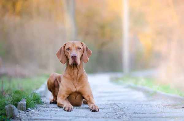 Retrato de hungarian vizsla cão caçador na primavera — Fotografia de Stock