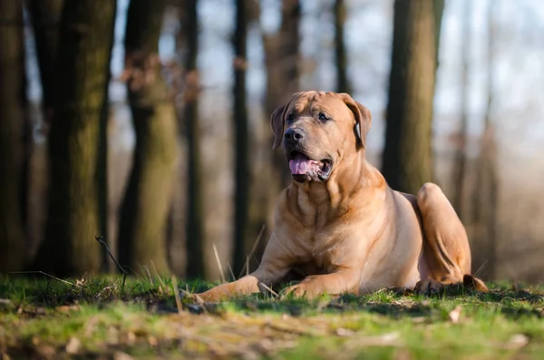 Tosa Inu luta cão em forrest na primavera — Fotografia de Stock