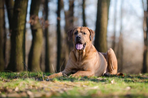 Tosa Inu boj pes v forrest v jarním období — Stock fotografie