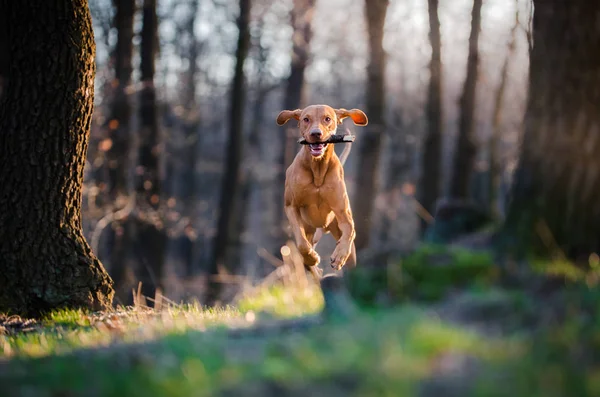 Perro sabueso húngaro en el bosque —  Fotos de Stock