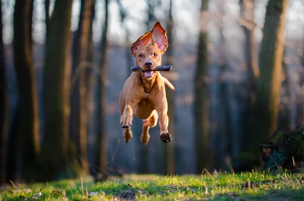 Węgierski wskaźnik ogar pies w lesie — Zdjęcie stockowe