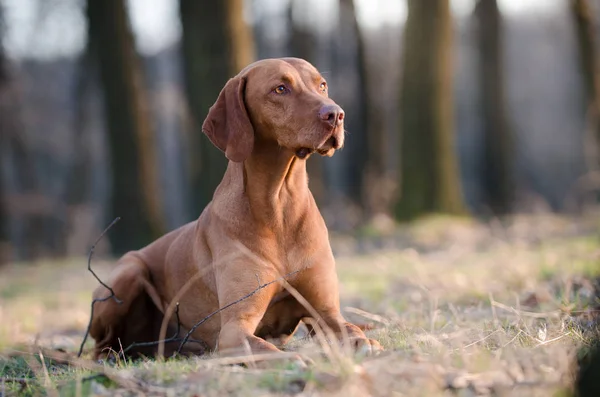 Húngaro perro pinter perro en el bosque de primavera — Foto de Stock