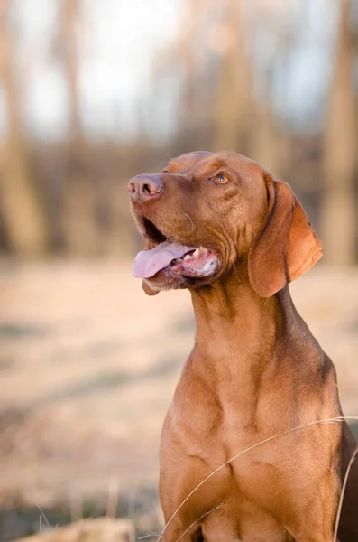 Hongaarse hound pinter hond in het voorjaar forrest — Stockfoto