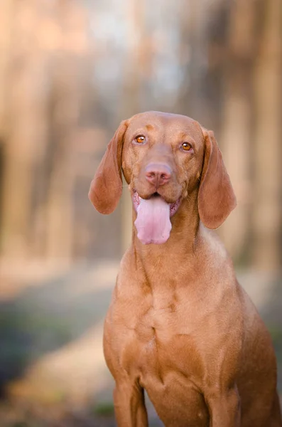 Maďarský ohař pinter pes na jaře forrest — Stock fotografie