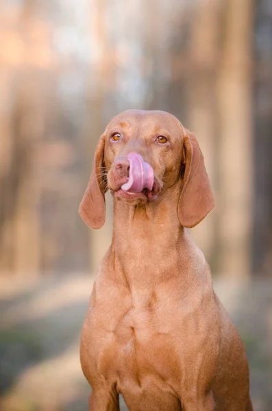 Ungherese cane pinter cane nel bosco primaverile — Foto Stock