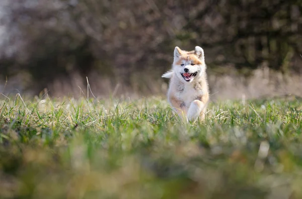 봄 시간에 아키타 inu 일본 개 강아지 — 스톡 사진