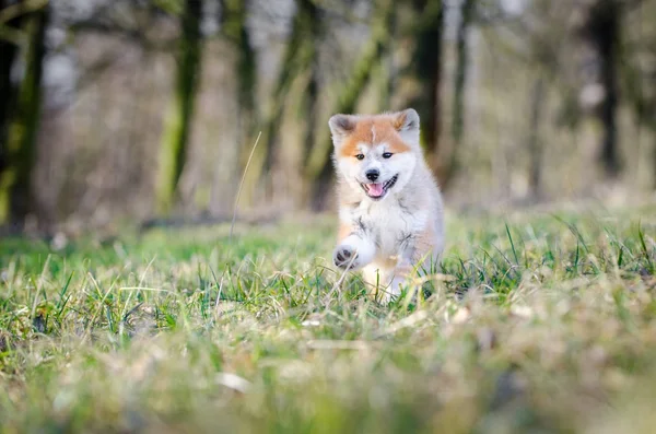 Cachorro de Akita inu japón perro en primavera —  Fotos de Stock