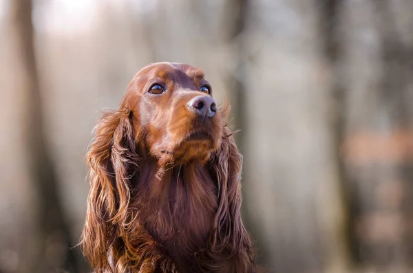 Irlandés setter hound puntero perro en el bosque de primavera — Foto de Stock