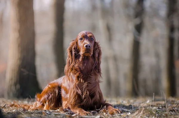 Irlandés setter hound puntero perro en el bosque de primavera — Foto de Stock