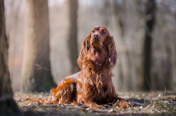 Irish setter hound pointer dog in the spring forrest