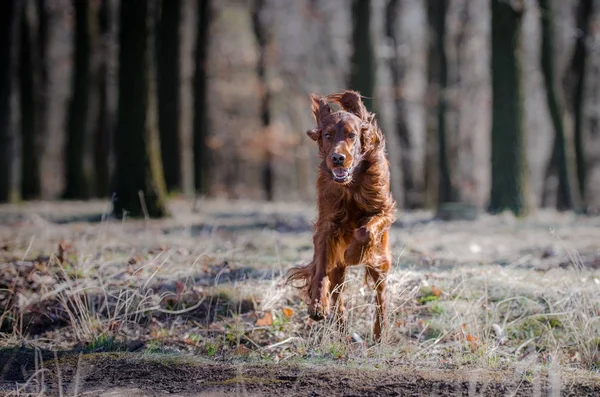 Cão ponteiro cão cão cão cão setter irlandês na primavera forrest — Fotografia de Stock