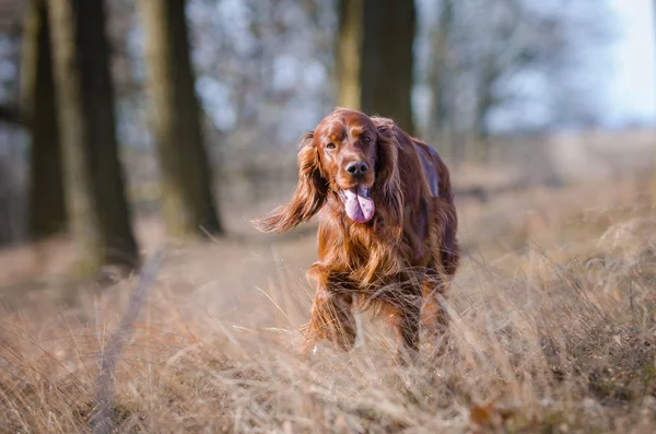 Cão ponteiro cão cão cão cão setter irlandês na primavera forrest — Fotografia de Stock