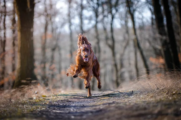 Irlandese setter cane puntatore segugio nel bosco primaverile — Foto Stock