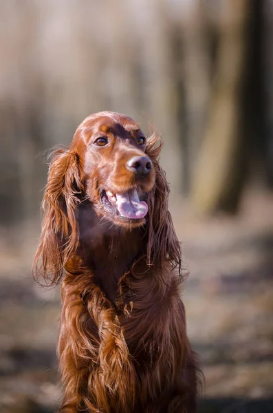 Irish setter hound pointer dog in the spring forrest — Stock Photo, Image