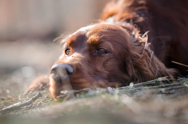 Irländsk setter hound pekaren hund våren forrest — Stockfoto