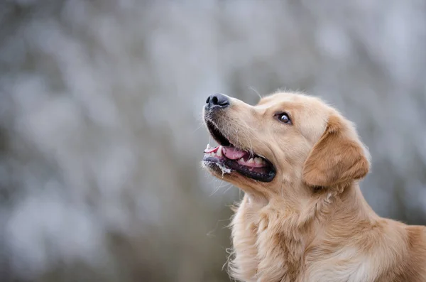 Golden Retriever Hund spielt im Winter — Stockfoto