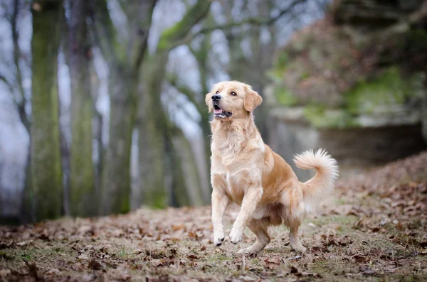 ゴールデンレトリーバー犬が冬時間で遊んで — ストック写真