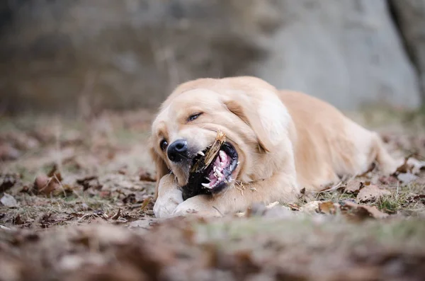 Golden retriever dog playing in the winter time — Stock Photo, Image