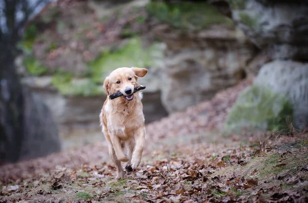 Golden retriever cão jogando no tempo de inverno — Fotografia de Stock