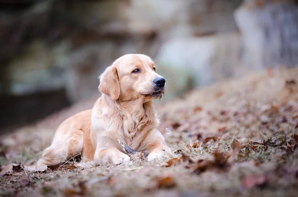 Golden Retriever Hund spielt im Winter — Stockfoto