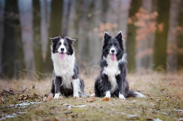 Border collie in the foerrest in winter time