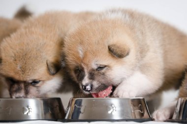 dört hafta yaşlı köpek akita Inu köpek doğurmak