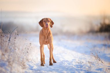 Macar av köpeği kış zamanında karda