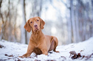 Macar av köpeği kış zamanında karda