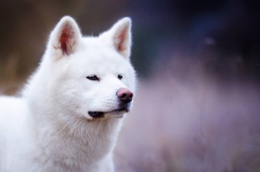 Beyaz Akita Inu köpek kış wime alanı içinde