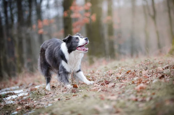 Collie fronterizo en el foerrest en invierno —  Fotos de Stock