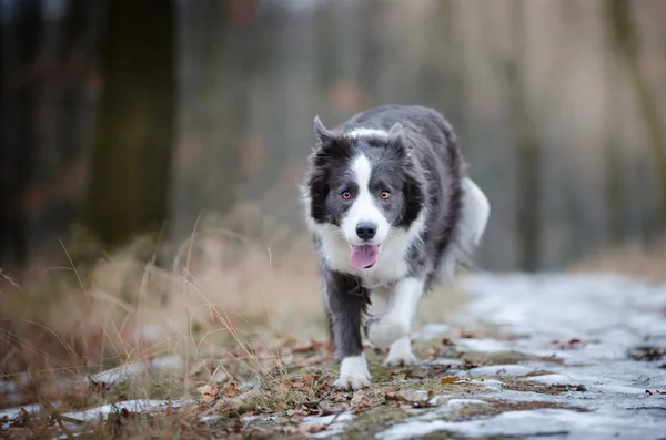 Border collie in the foerrest in winter time — Stock Photo, Image