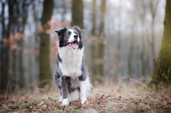 Collie fronterizo en el foerrest en invierno —  Fotos de Stock