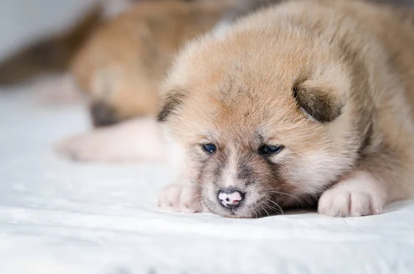 秋田犬の犬種の子犬を生後 4 週間 — ストック写真