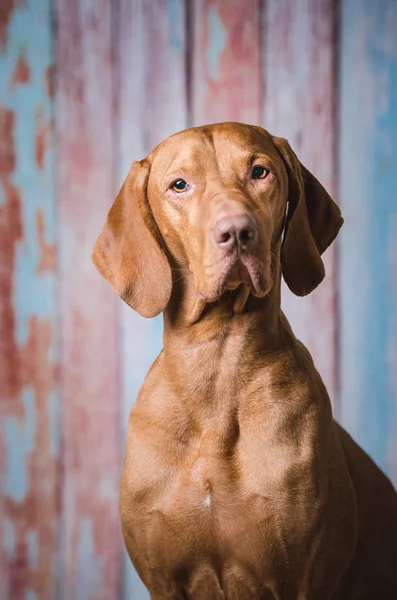Atelier porträtt av stilig ungerska hund hund — Stockfoto