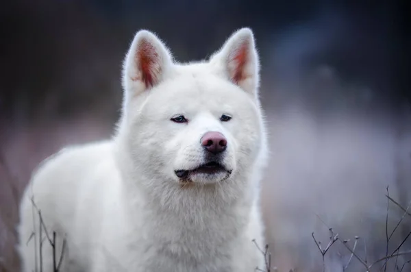 White Akita Inu dog in winter wime in field — Stock Photo, Image