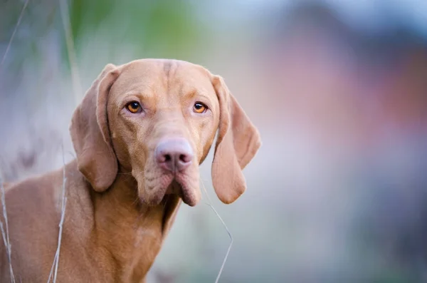 Perro húngaro puntero vizsla en otoño tiempo en el campo — Foto de Stock