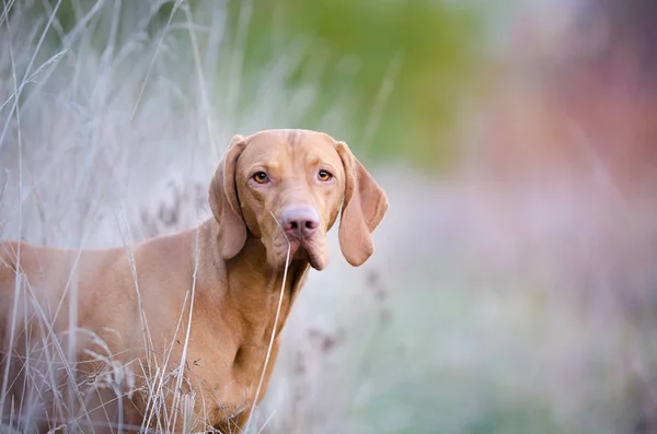 Húngaro cão ponteiro vizsla cão no outono tempo no campo — Fotografia de Stock