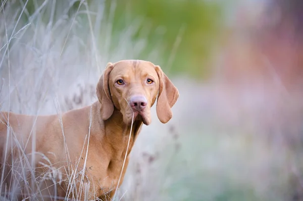 Magyar agár mutató vizsla kutya-őszi időben területén — Stock Fotó