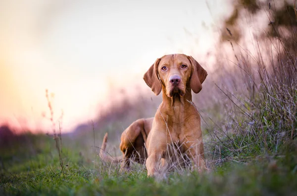 Perro húngaro puntero vizsla en otoño tiempo en el campo —  Fotos de Stock