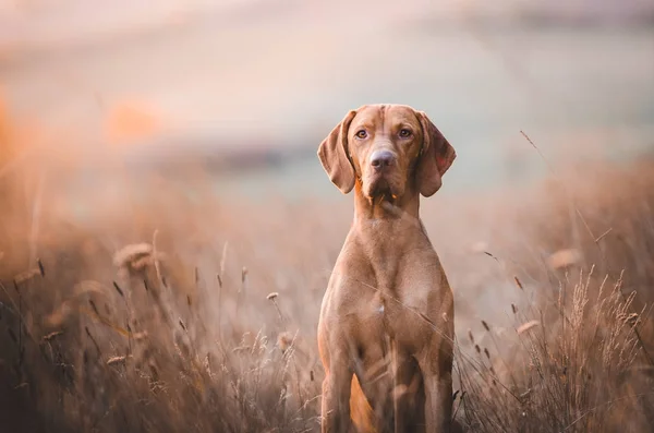 Ungarischen Hund Zeiger vizsla Hund im Herbst Zeit auf dem Feld — Stockfoto