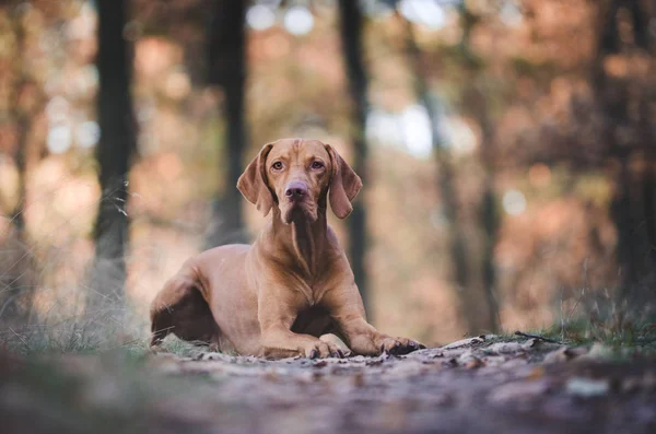 Ungarischer Spürhund im Herbstwald — Stockfoto
