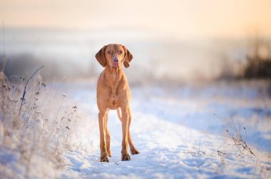 Macar av köpeği kış zamanında karda