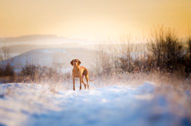 Macar av köpeği kış zamanında karda