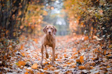 Sonbahar zaman açık forrest yılında Macar tazı işaretçi