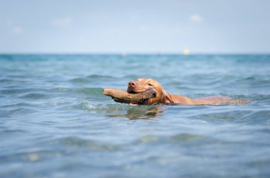 Macar işaretçi vizsla tazı denizde
