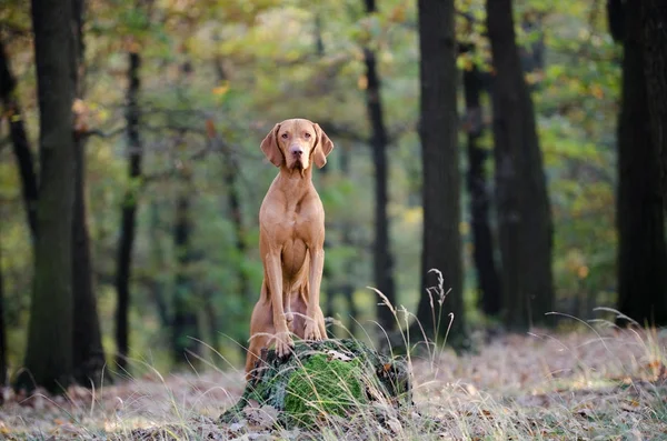 Ungarischer Spürhund im Herbstwald — Stockfoto